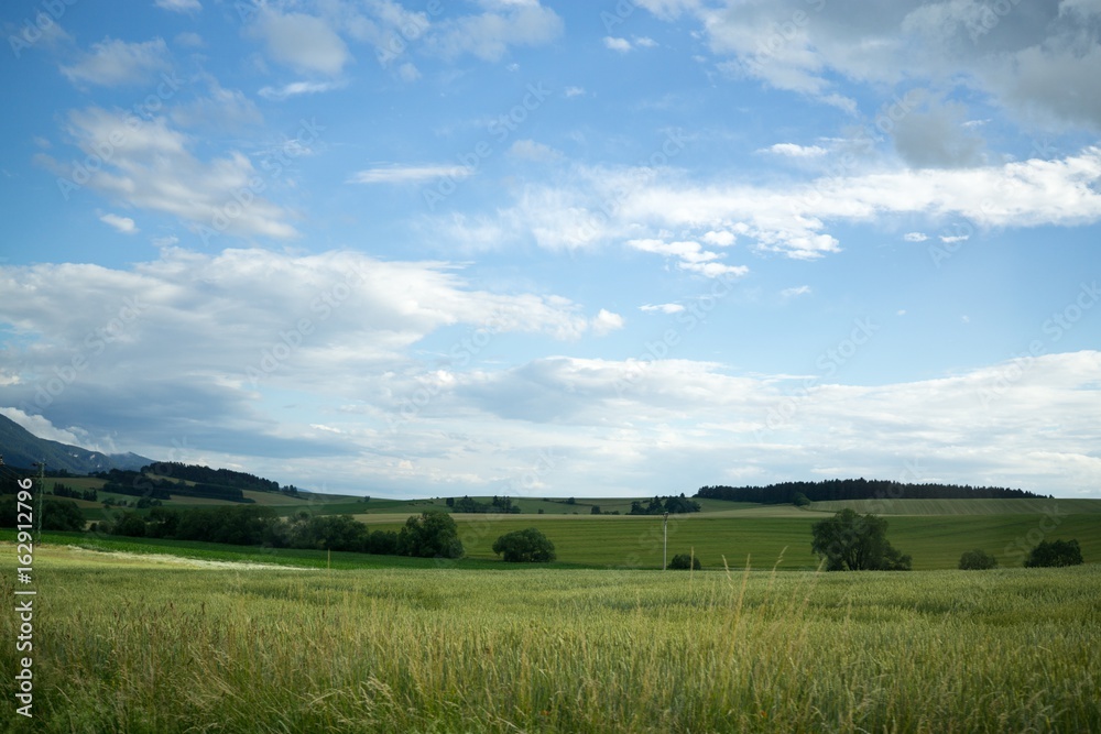 Fototapeta premium Wheat field during sunset. Slovakia