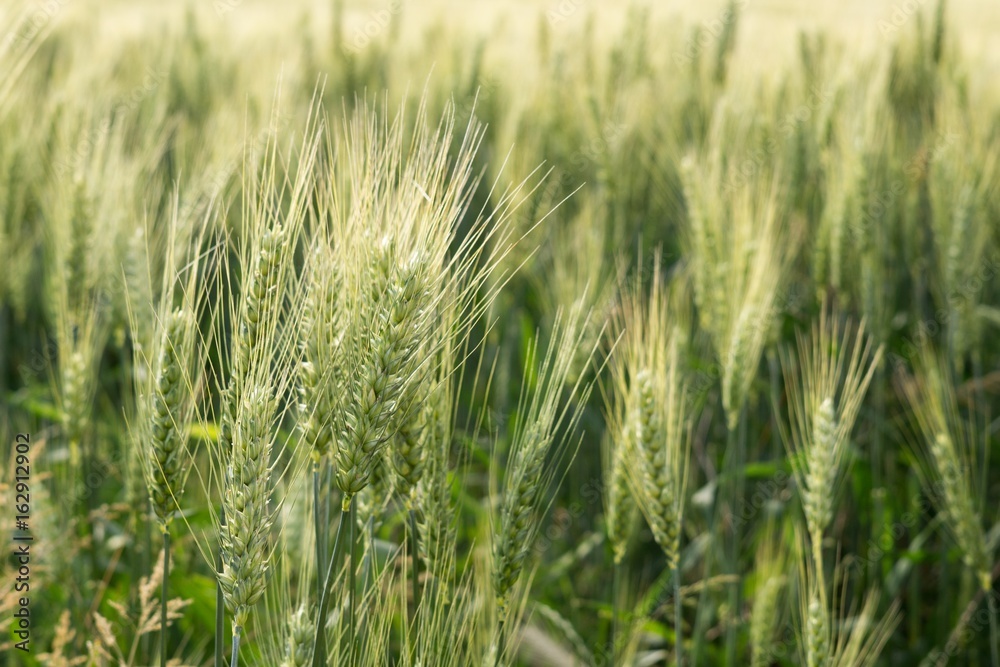 Wheat field during sunset. Slovakia Wheat field during sunset. Slovakia