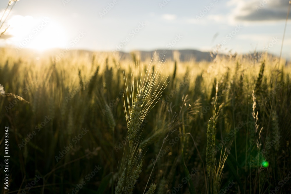 Naklejka premium Wheat field during sunset. Slovakia