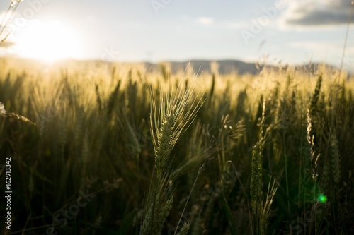 Wheat field during sunset. Slovakia
