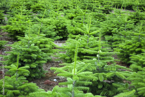 Tannenbaum Plantage für den Weihnachstverkauf in Schleswig-Holstein, Deutschland