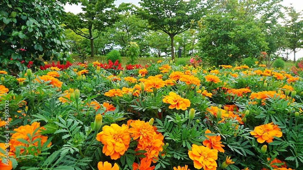 日本に咲く夏の花　マリーゴールド
