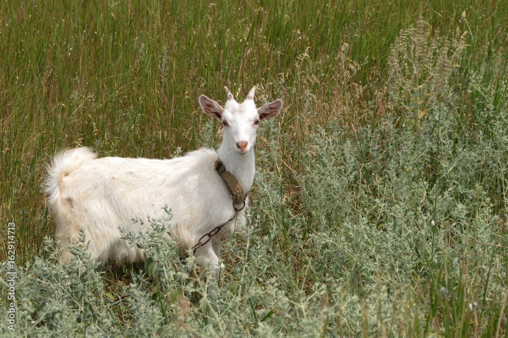 White goat grazes on the meadow White goat grazes on the meadow