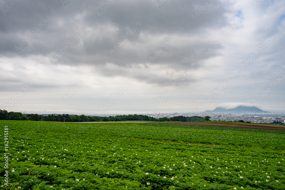 ジャガイモの花咲く丘から雲のかかる函館山を望む