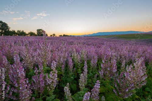 Paysage de Provence, France. Champ de sauge sclarée avant le lever de soleil.