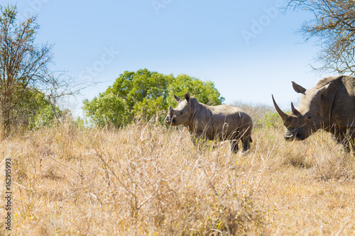 Isolated puppy rhinoceros  South Africa