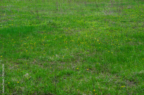 Yellow dandelions on early spring
