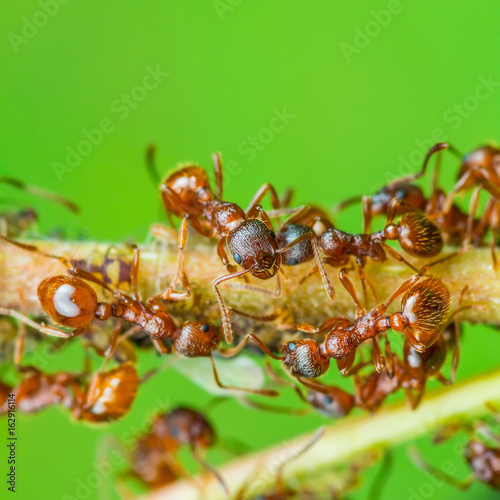 Red Ant Colony Macro © nechaevkon