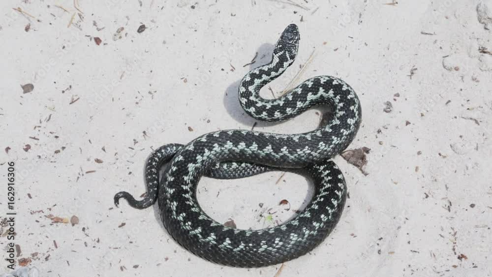 Swamp adder ominously rolled in the sand and attacks Stock Video