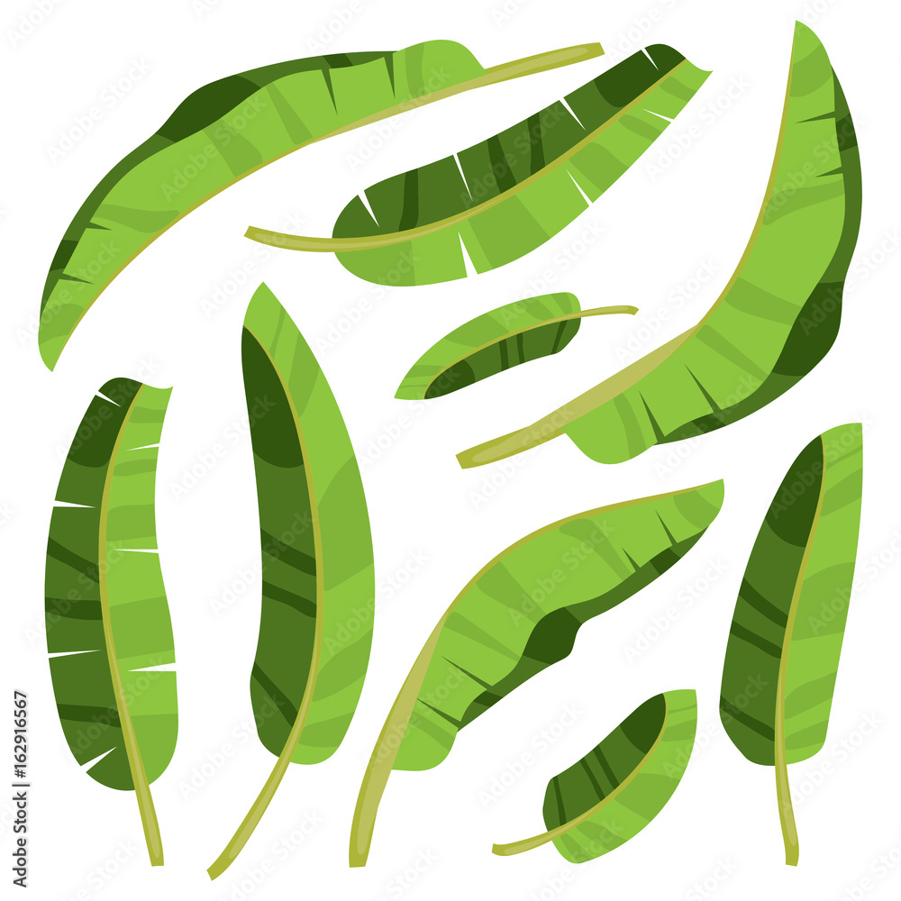 Cartoon tropical palm leaves. Vector illustrated on white background.  Banana palm flat vector hand drawn elements. Tropical green forest design.  Stock Illustration | Adobe Stock