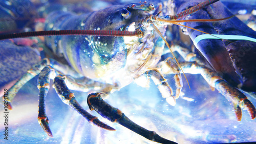 Lobster in aquarium on fish market © cobaltstock
