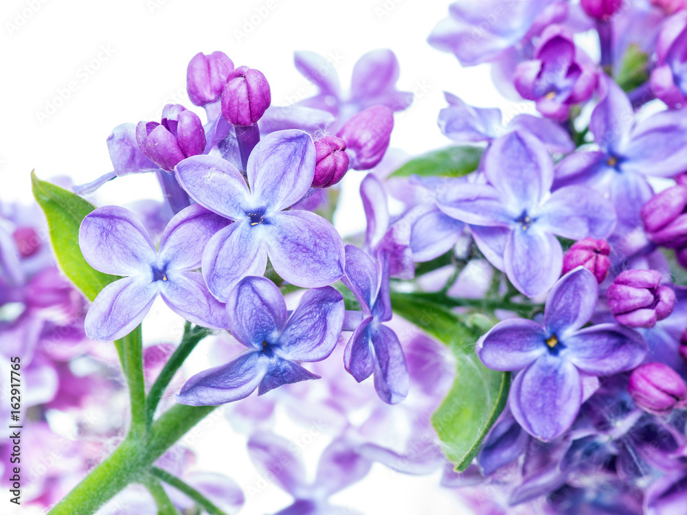 Lilac Flowers Close-up Lilac Flowers Close-up