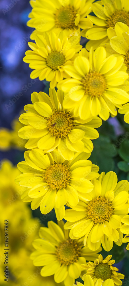 Margaridas amarelas. Stock Photo | Adobe Stock