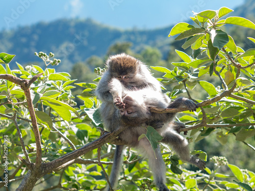Schilderij op canvas Monkey enjoys delousing, Lombok, Indonesia