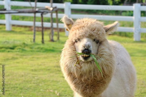 A cute light brown alpaca is eating grass in the farm with relax and enjoy. © Aungsumol