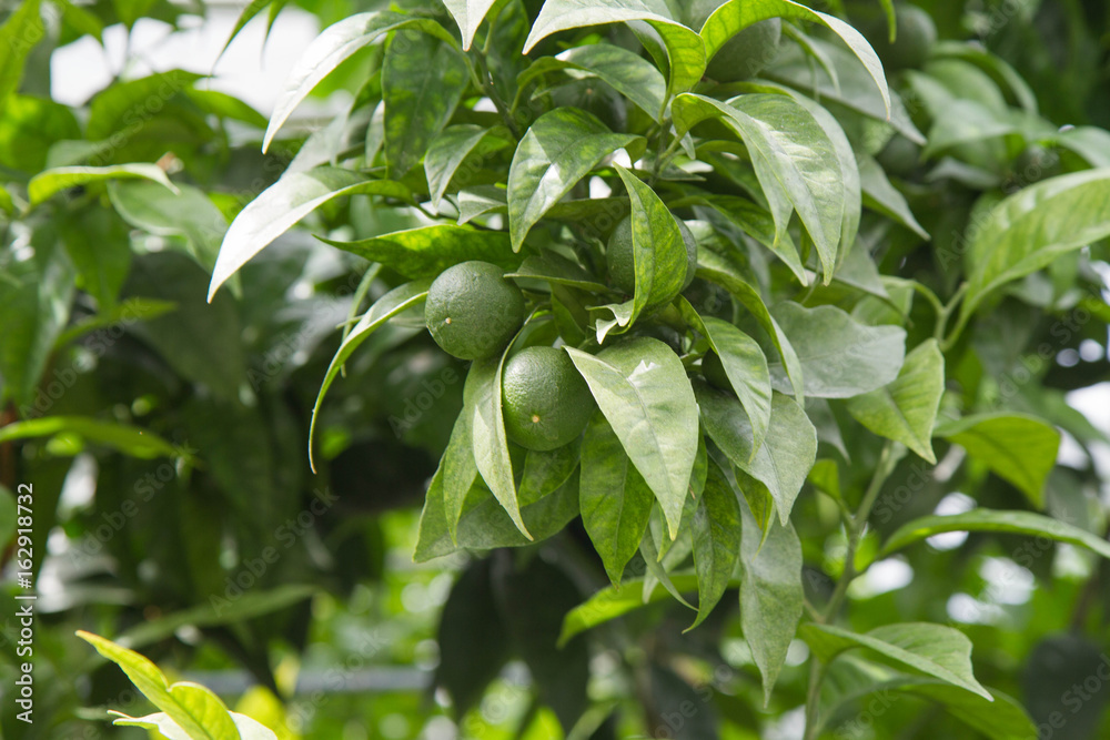 Lime fruit growing on a tree Lime fruit growing on a tree