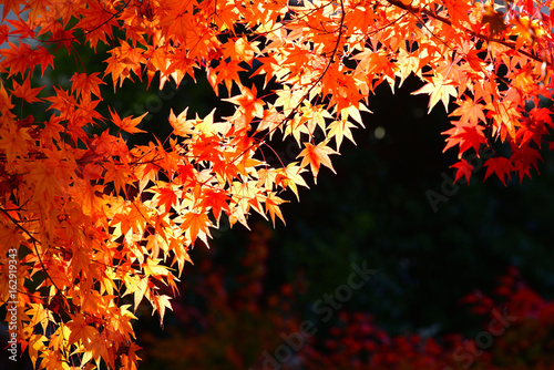 Japanese red maple leaf on dark background in autumn