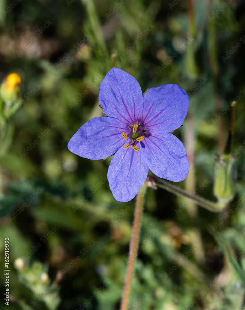 Fototapeta premium Geranium sylvaticum Mayflower flower