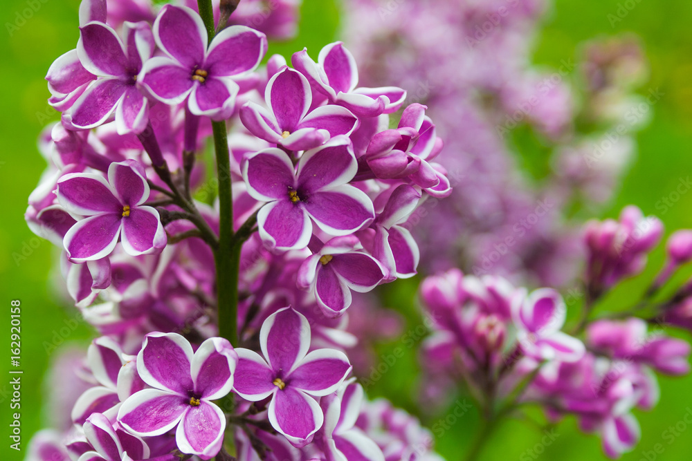 Branch of blossoming lilac (background, shallow deep of field)