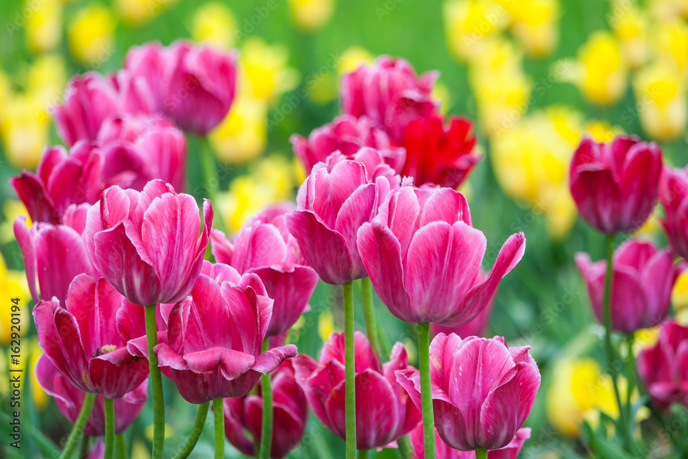 Obraz premium yellow and pink tulip field