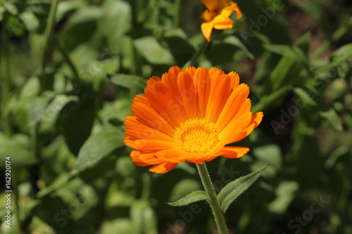  Pot Marigold  flower  or Ruddles  Common Marigold  Garden Marigold  English Marigold  Scottish Marigold  in Ulm  Germany. Its Latin name is Calendula Officinalis  native to southern Europe.