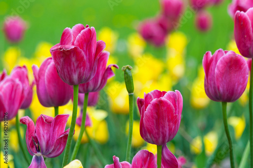 Fototapeta Naklejka Na Ścianę i Meble -  yellow and pink tulip field
