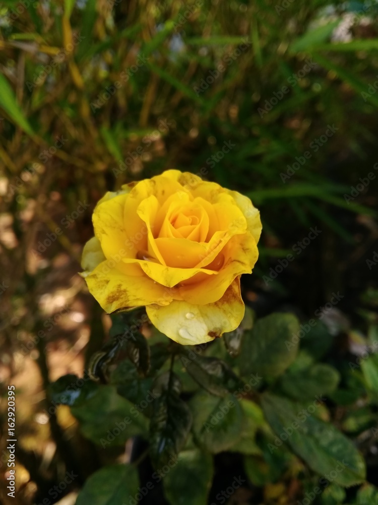flowers flowers