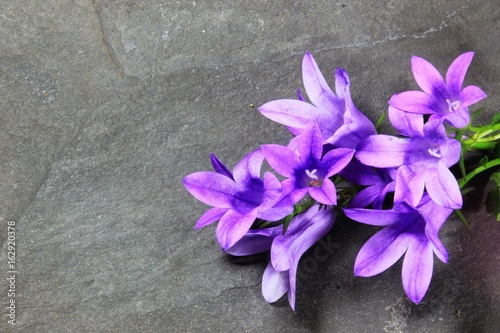 Flowers bloom on a slate plate united to a still life