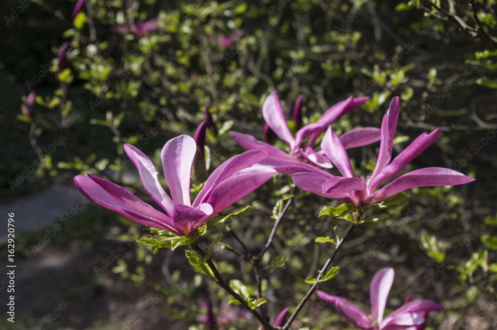 Kwitnąca magnolia Kwitnąca magnolia