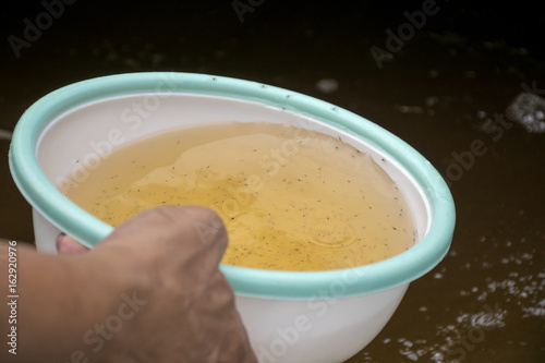 Larval shrimp in plastic bowl. Aquaculture animals.