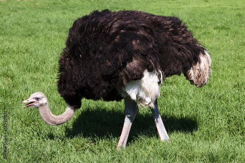 Ostrich on the background of green grass (Cape Town, South Africa) photo