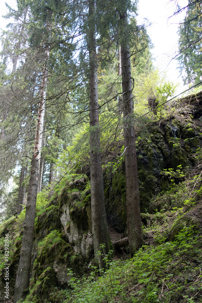 Fototapeta premium Forest trees in Bucegi mountains, Romania, Spring day