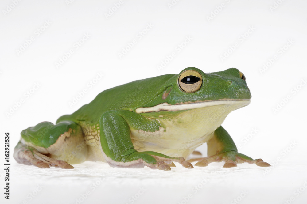 Laubfrosch aus der Froschperspektive Studioaufnahme Laubfrosch aus der Froschperspektive Studioaufnahme