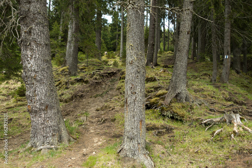 Forest trees in Bucegi mountains, Romania, Spring day