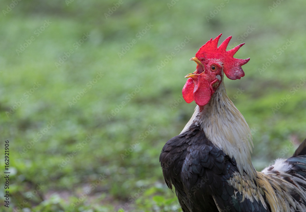 Rooster Crowing,Live In The Temple Of Thailand.