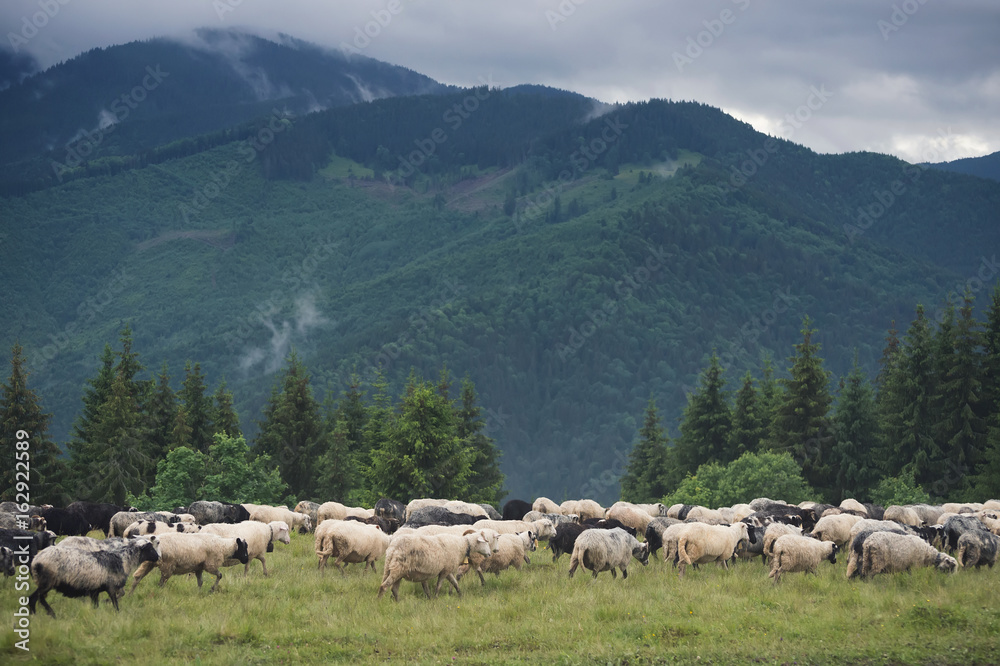 Sheeps herd on the pasture. Farm composition