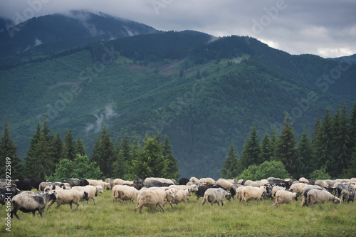 Sheeps herd on the pasture. Farm composition