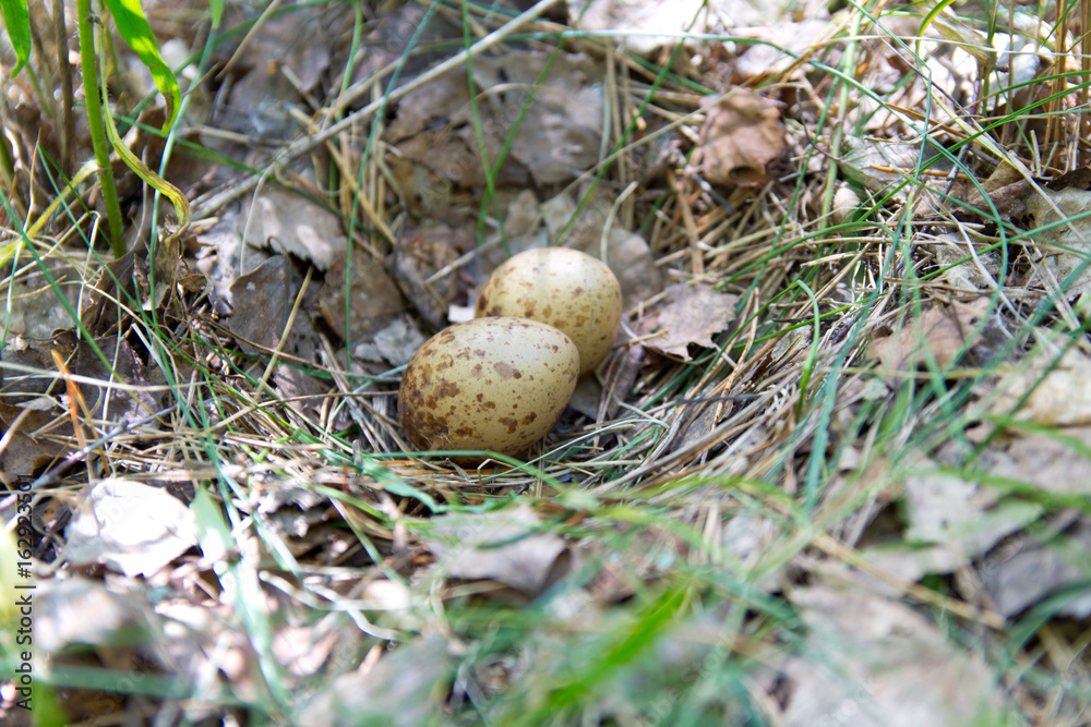 The eggs of partridges in the nest in their natural habitat, in the woods. The eggs of partridges in the nest in their natural habitat, in the woods.