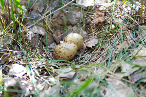 The eggs of partridges in the nest in their natural habitat, in the woods.