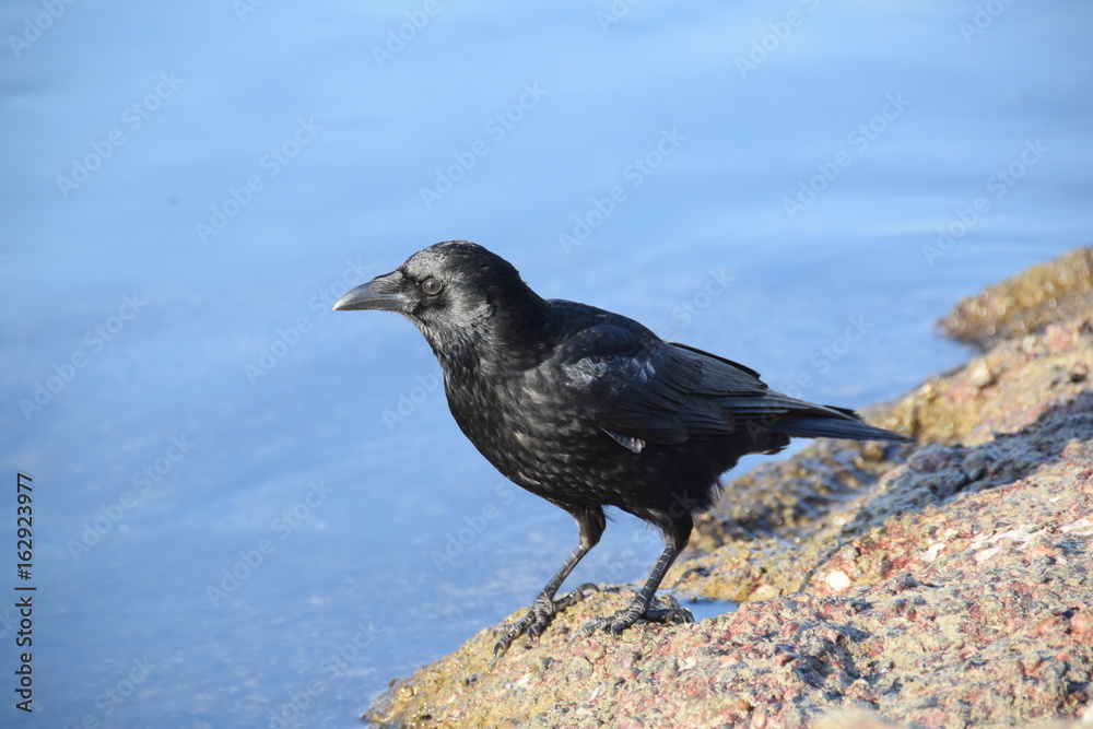 Fototapeta premium Krähe am Fels 1