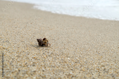 Hermit Crab walking on the beach. © SURIYAWUT