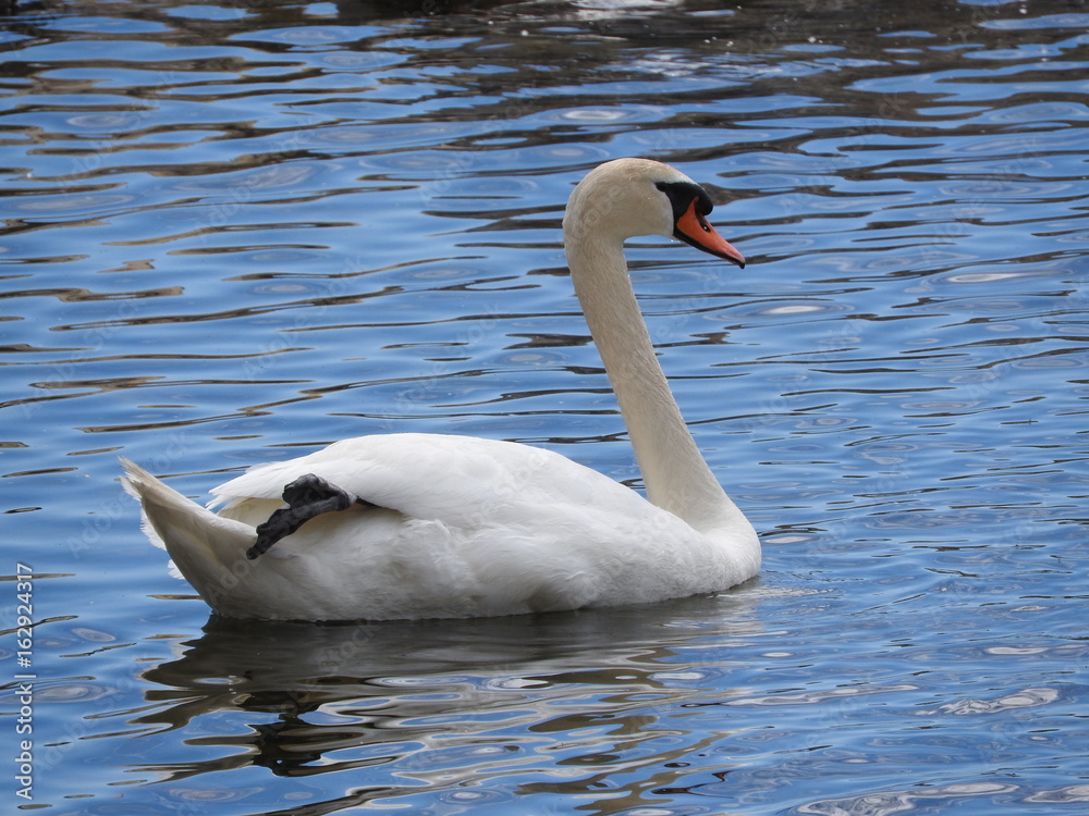 Naklejka premium Swan