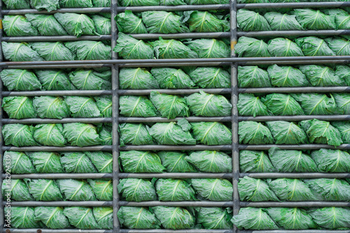 cabbage in the truck prepare to the market
