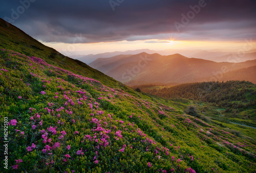 Flowers in the mountains during sunrise. Beautiful natural landscape in the summer time © biletskiyevgeniy.com