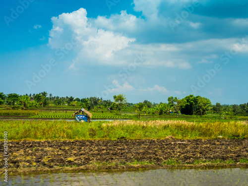 Indonesian Rice fields landscape