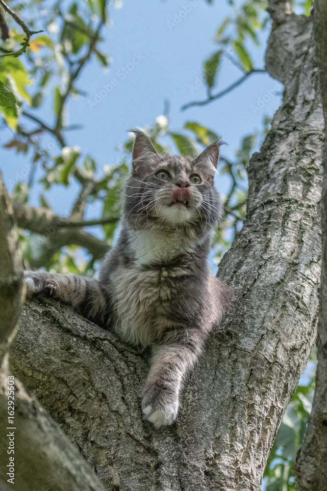Maine coon cat sitting on a tree Maine coon cat sitting on a tree