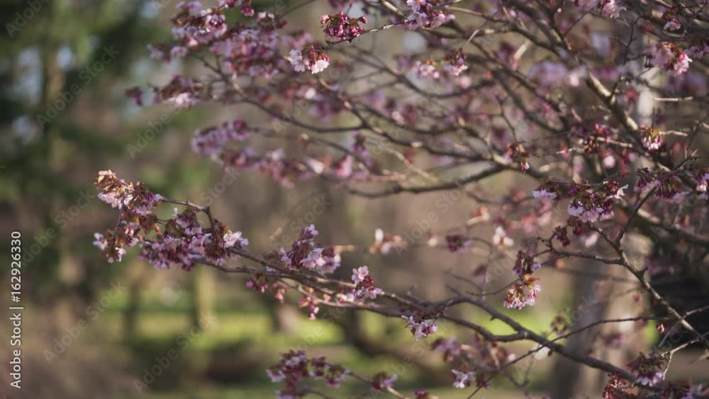 sakura in bloom in sunny spring day