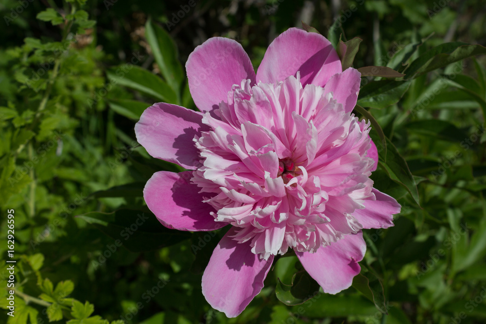 Pink and White Peony Pink and White Peony