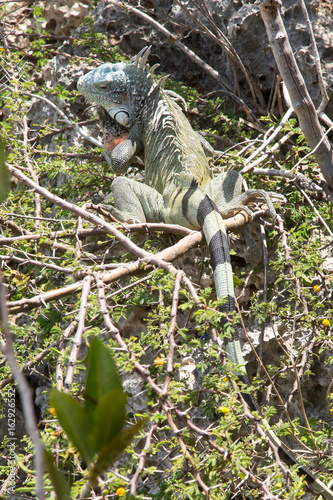 Leguan klettern auf Baum