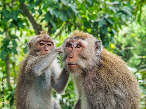 Balinese long-tailed monkeys © danieldep